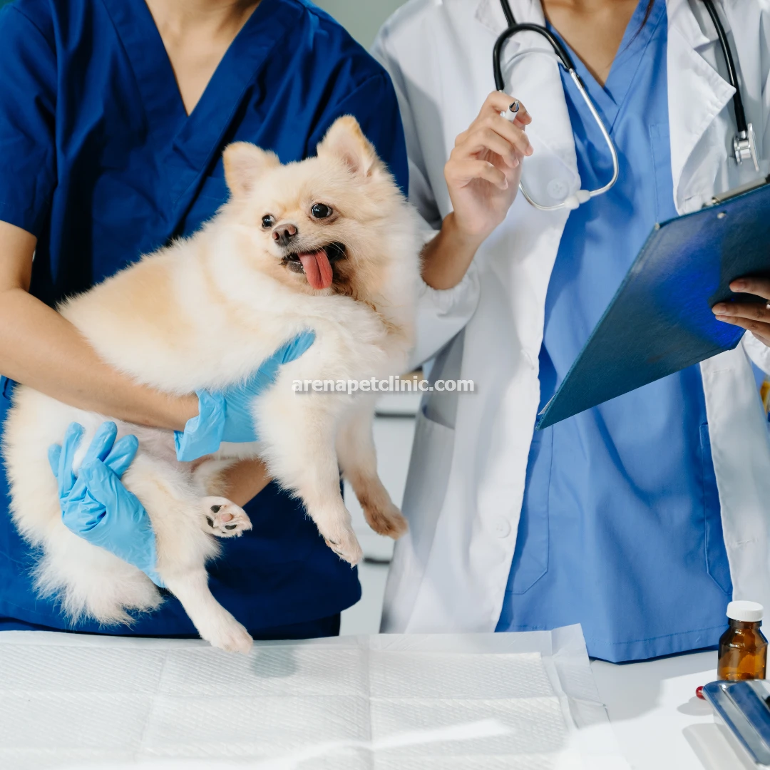دامپزشکی معاینه و چکاپ دوره ای در غرب تهران