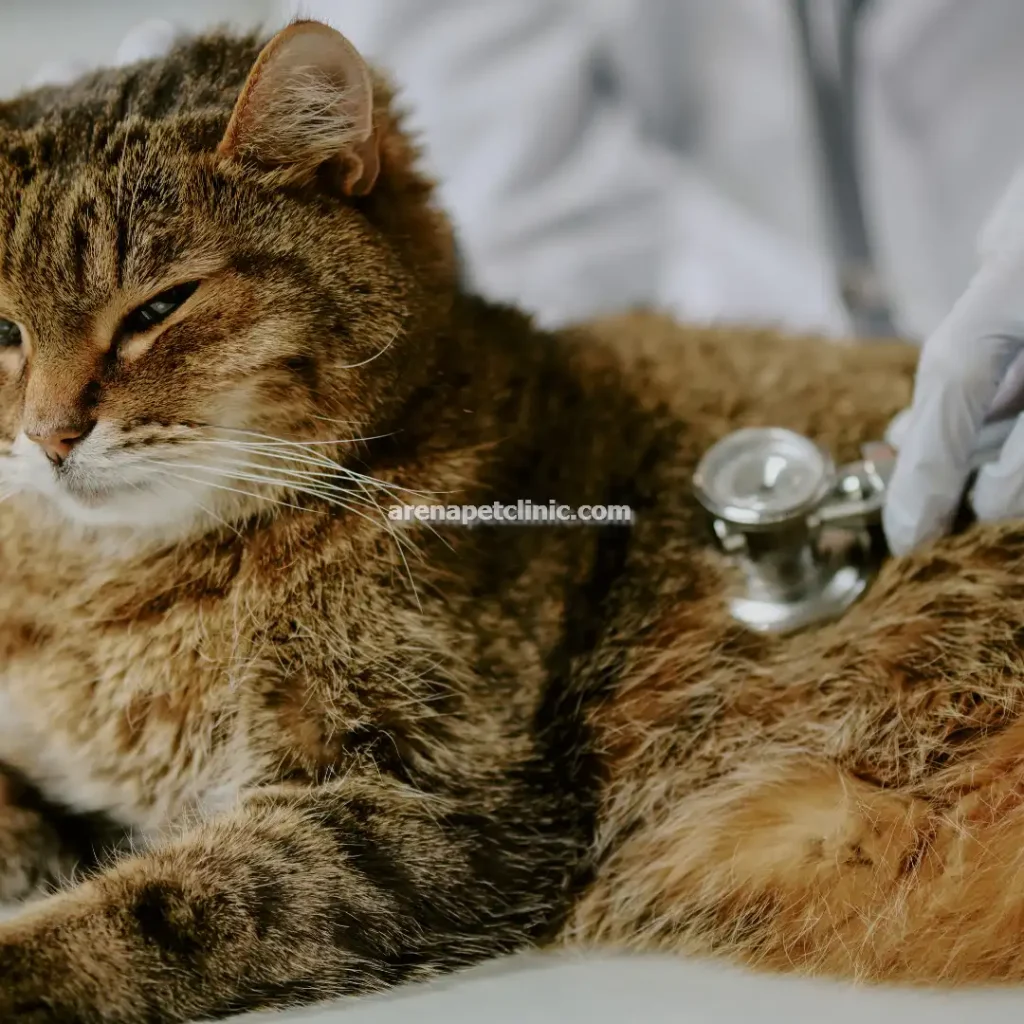 دامپزشکی کنترل وزن و سلامت در غرب تهران