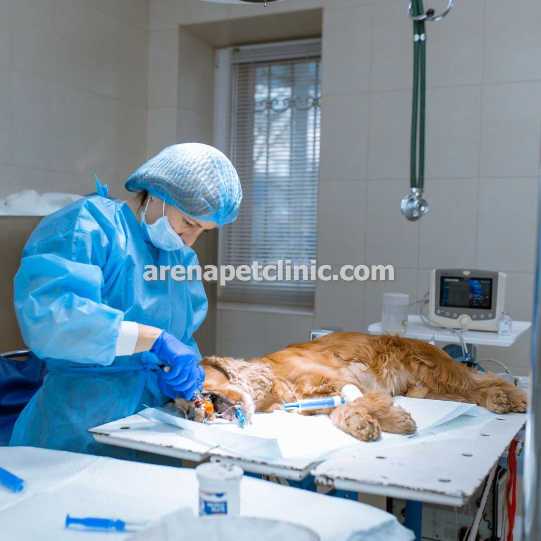 کلینیک دامپزشکی شبانه روزی در غرب تهران