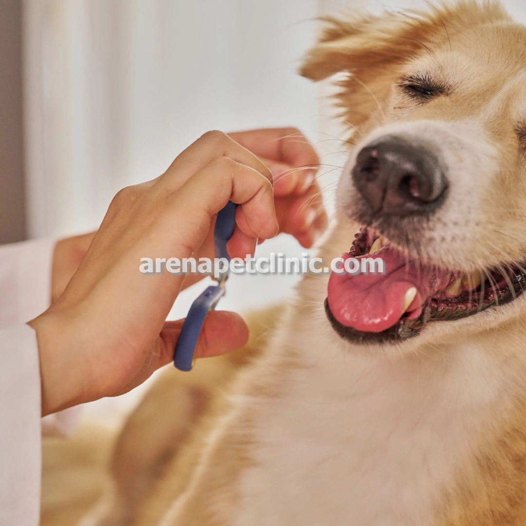 دامپزشکی مراقبت های اورژانسی در غرب تهران